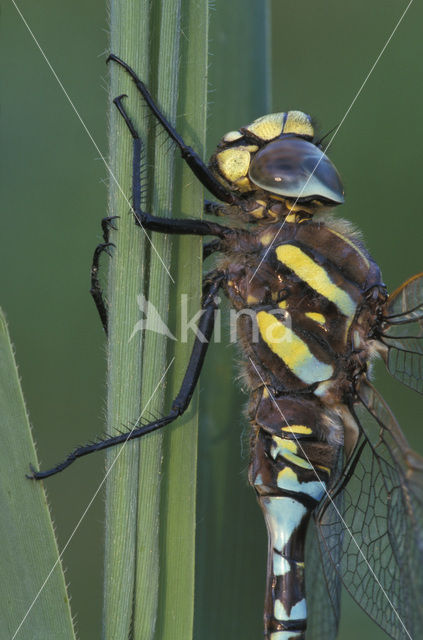 Venglazenmaker (Aeshna juncea)