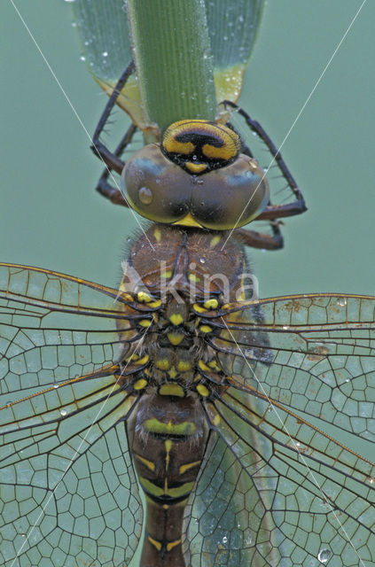 Venglazenmaker (Aeshna juncea)