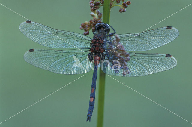 White-faced Darter (Leucorrhinia dubia)