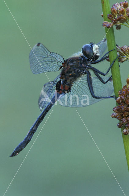 White-faced Darter (Leucorrhinia dubia)