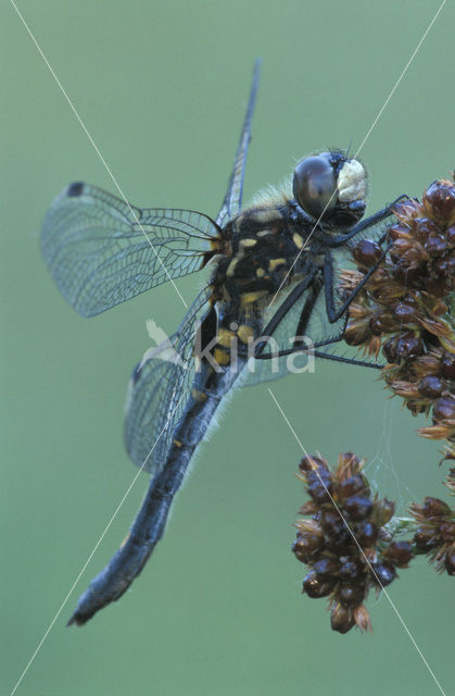 Venwitsnuitlibel (Leucorrhinia dubia)