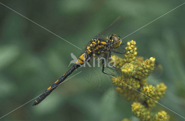 White-faced Darter (Leucorrhinia dubia)