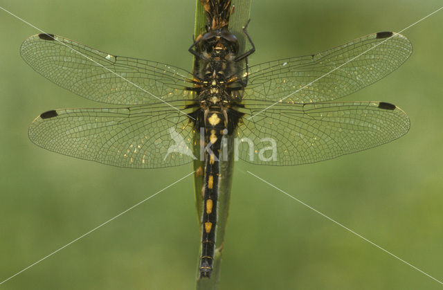 White-faced Darter (Leucorrhinia dubia)