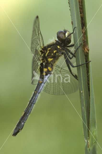 White-faced Darter (Leucorrhinia dubia)