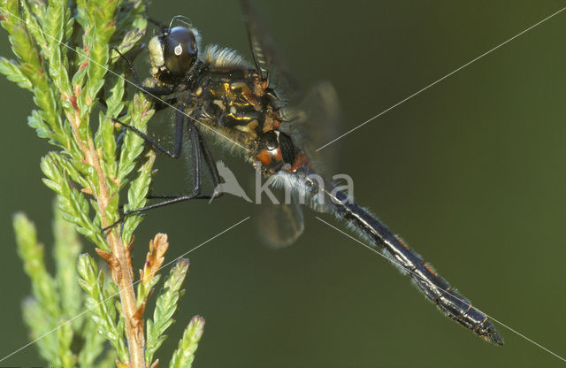 White-faced Darter (Leucorrhinia dubia)