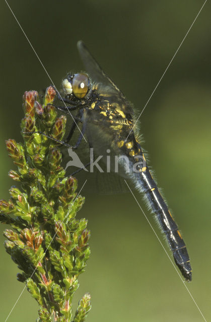 White-faced Darter (Leucorrhinia dubia)