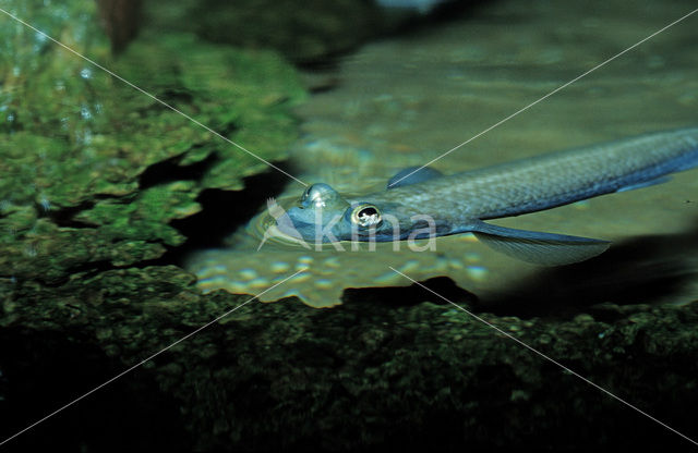 Largescale foureyes (Anableps anableps)