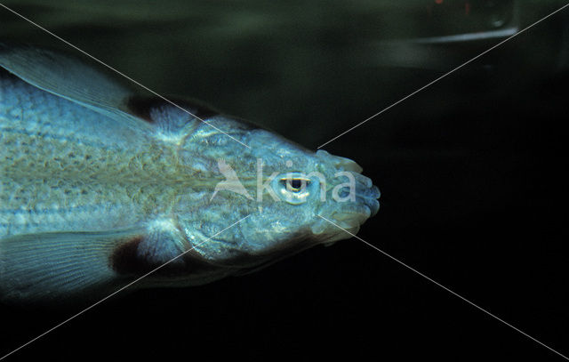 Largescale foureyes (Anableps anableps)
