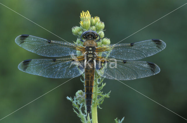 Four-spotted Chaser (Libellula quadrimaculata)
