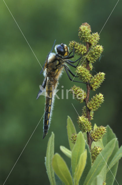 Four-spotted Chaser (Libellula quadrimaculata)