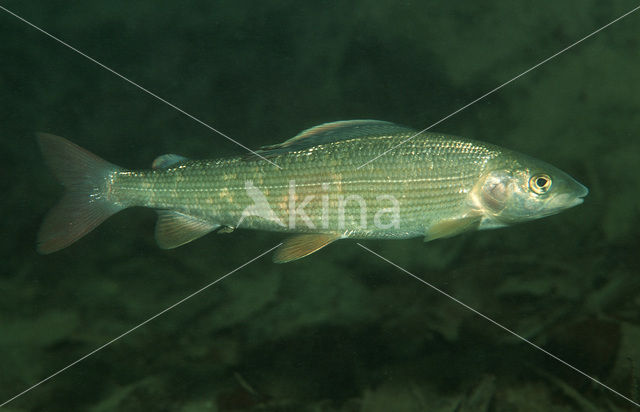 Vlagzalm (Thymallus thymallus)