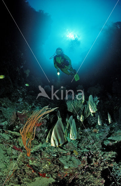 Pinnate batfish (Platax pinnatus)