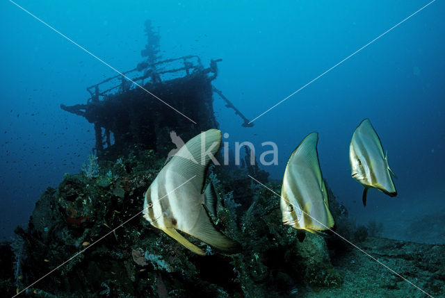 Pinnate batfish (Platax pinnatus)