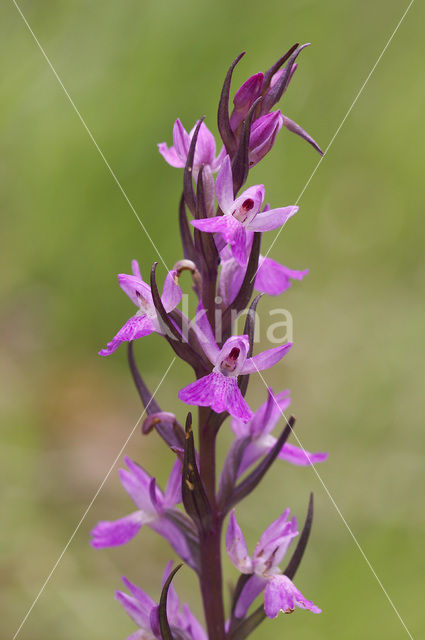 Vlierorchis (Dactylorhiza sambucina)