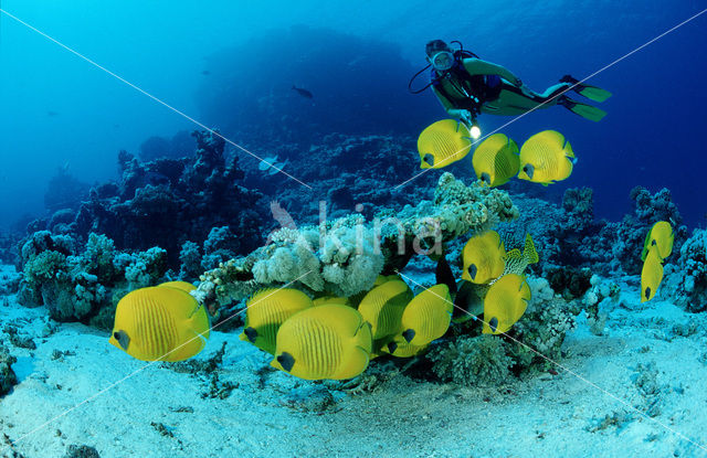 Masked butterflyfish (Chaetodon semilarvatus)