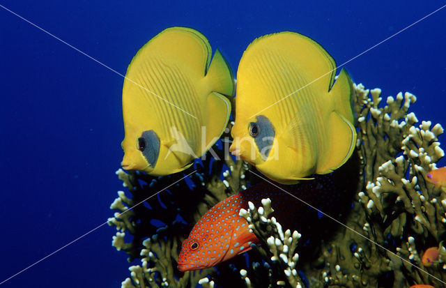 Masked butterflyfish (Chaetodon semilarvatus)