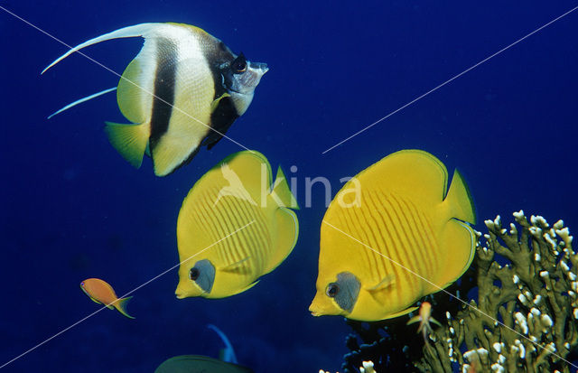 Masked butterflyfish (Chaetodon semilarvatus)