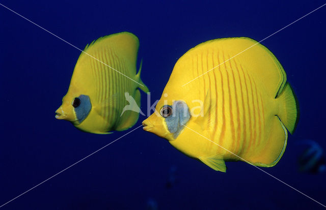 Masked butterflyfish (Chaetodon semilarvatus)