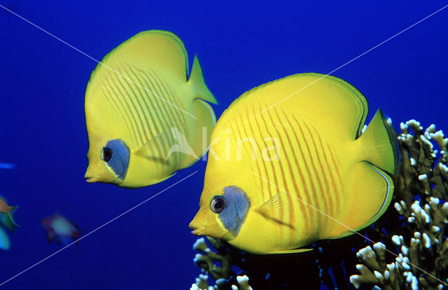 Masked butterflyfish (Chaetodon semilarvatus)