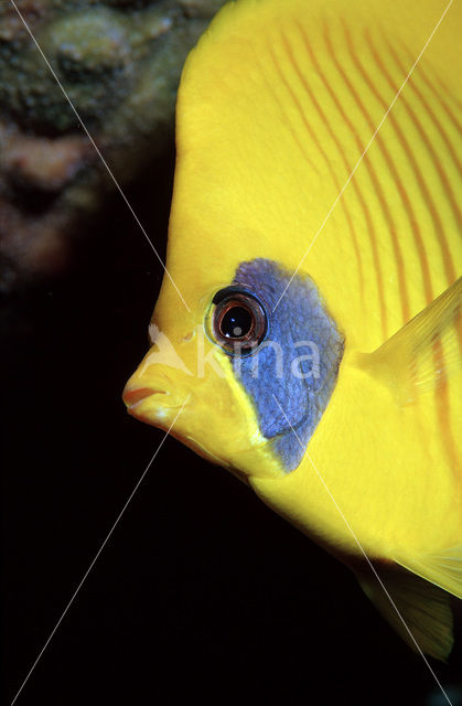 Masked butterflyfish (Chaetodon semilarvatus)