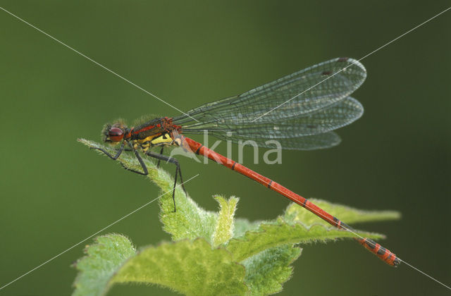 Vuurjuffer (Pyrrhosoma nymphula)