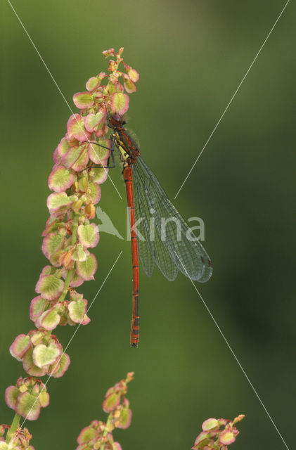 Vuurjuffer (Pyrrhosoma nymphula)