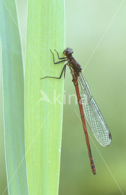 Vuurjuffer (Pyrrhosoma nymphula)