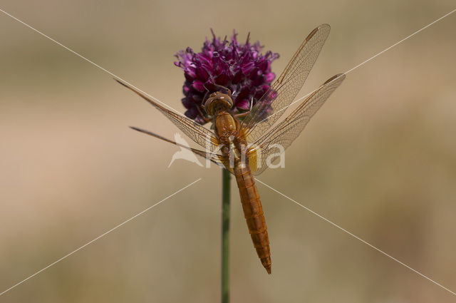 Vuurlibel (Crocothemis erythraea)