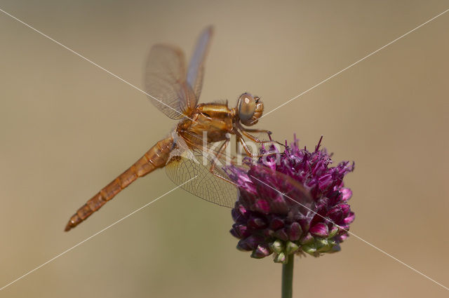 Vuurlibel (Crocothemis erythraea)