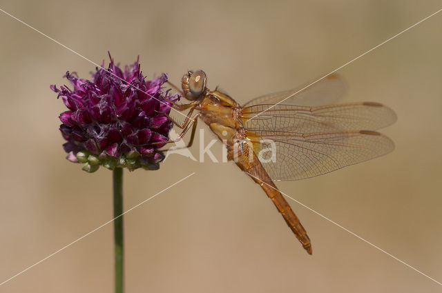 Scarlet Dragonfly (Crocothemis erythraea)