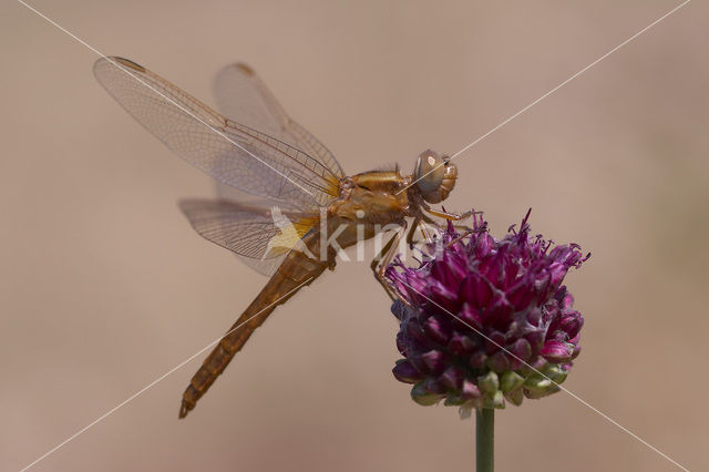 Scarlet Dragonfly (Crocothemis erythraea)