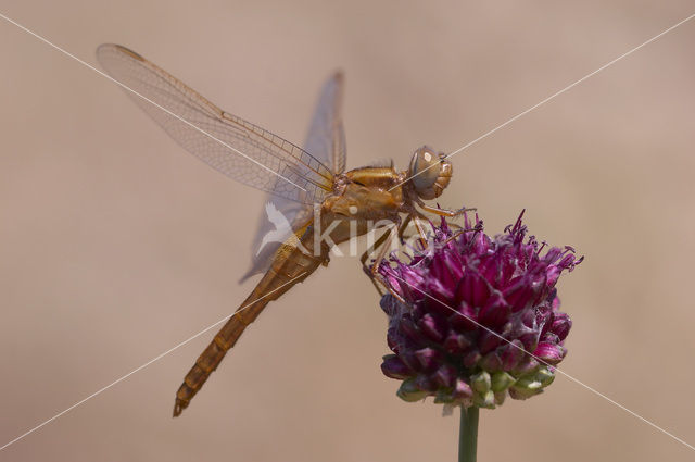 Scarlet Dragonfly (Crocothemis erythraea)