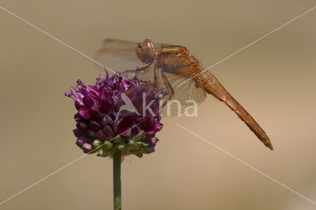 Scarlet Dragonfly (Crocothemis erythraea)