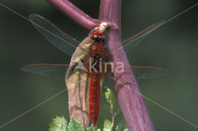 Vuurlibel (Crocothemis erythraea)