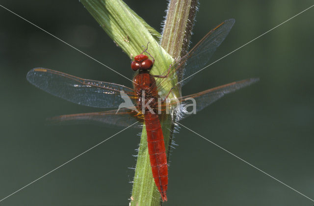 Scarlet Dragonfly (Crocothemis erythraea)