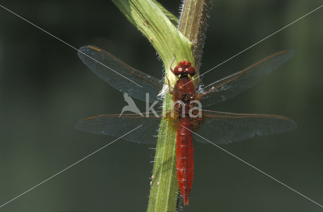 Scarlet Dragonfly (Crocothemis erythraea)