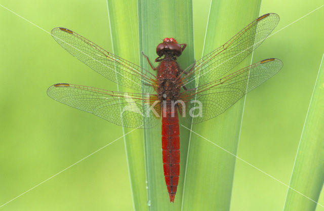 Scarlet Dragonfly (Crocothemis erythraea)