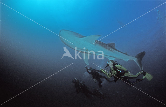 Walvishaai (Rhincodon typus)