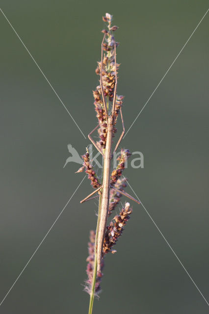 walking stick (Clonopsis gallica)