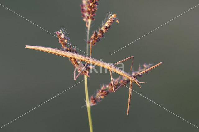 walking stick (Clonopsis gallica)