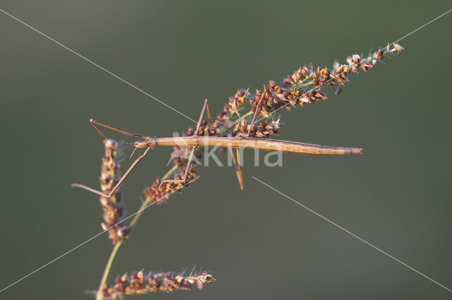 walking stick (Clonopsis gallica)