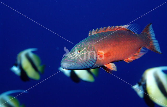 Cheeklined wrasse (Oxycheilinus digrammus)