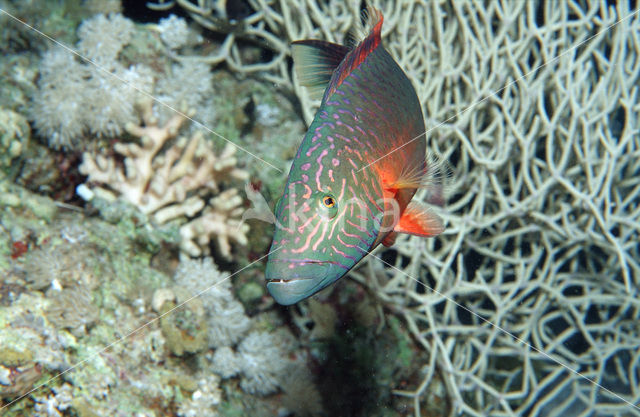 Cheeklined wrasse (Oxycheilinus digrammus)