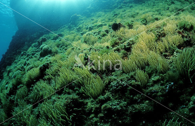 Snakeslock anemone (Anemonia sulcata)