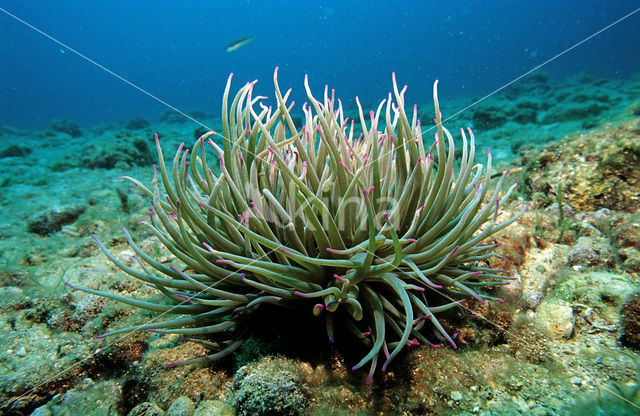 Snakeslock anemone (Anemonia sulcata)