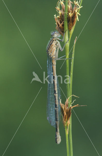 Watersnuffel (Enallagma cyathigerum)