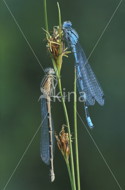 Watersnuffel (Enallagma cyathigerum)