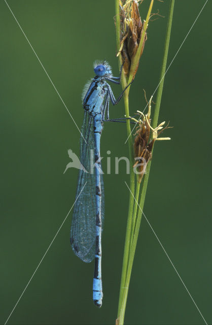 Watersnuffel (Enallagma cyathigerum)