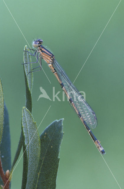 Watersnuffel (Enallagma cyathigerum)