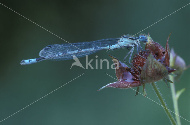 Watersnuffel (Enallagma cyathigerum)